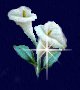 dulcepoesiadot.jpg - 2603 Bytes