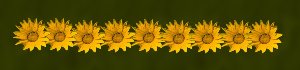 sunflowerbar.jpg - 7215 Bytes