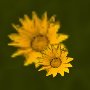 sunflowerdot1.jpg - 2644 Bytes