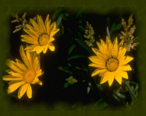 sunflowerhead.jpg - 28847 Bytes