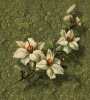windowfloraldot.jpg - 4132 Bytes