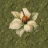 windowfloraldot2.jpg - 2459 Bytes