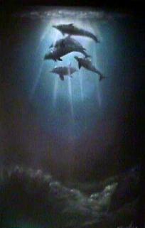 Dolphin Illustration