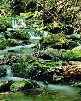 Below Dickson Falls - Fundy