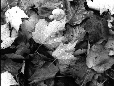Maple Leaves