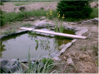 Cattails