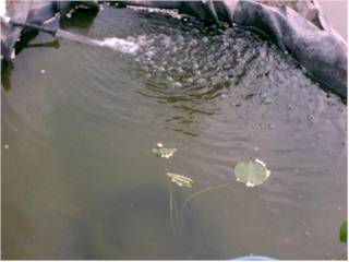 Lotus Plant