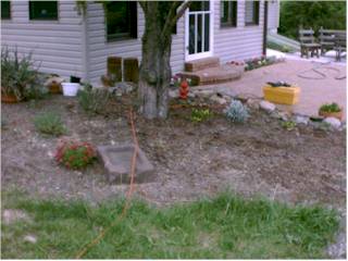 Plants 1