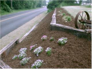 Plants 5
