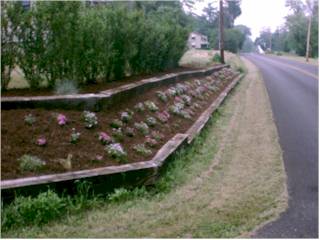Plants 6
