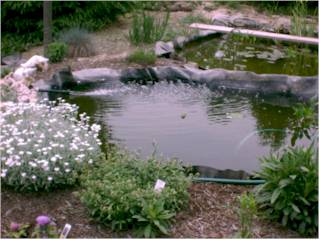 Pond 1