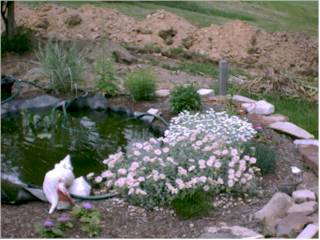 Pond 2