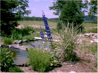 More of Uli's plants are blooming at the pond.