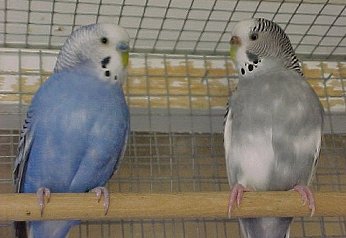 Two adult male and female budgies