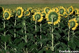 Giant Sunflowers Picture