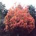 fall04.jpg