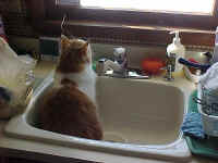 Magnum Sitting in the sink.jpg (49939 bytes)