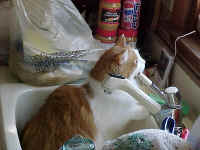 Magnum watching the Birds.jpg (54318 bytes)