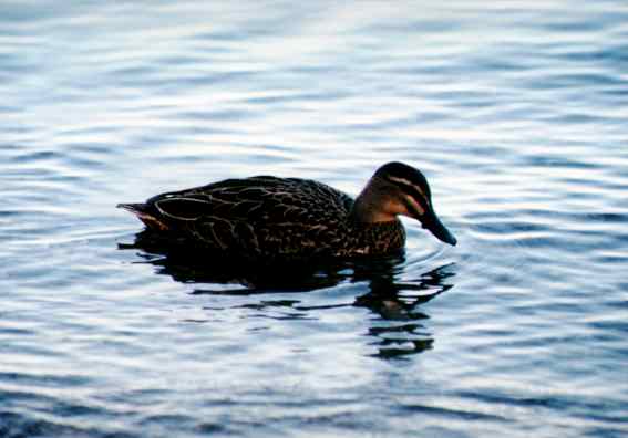 Queeck