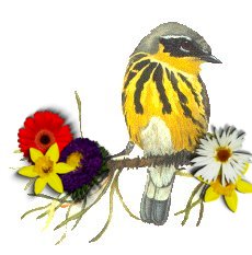 Bird