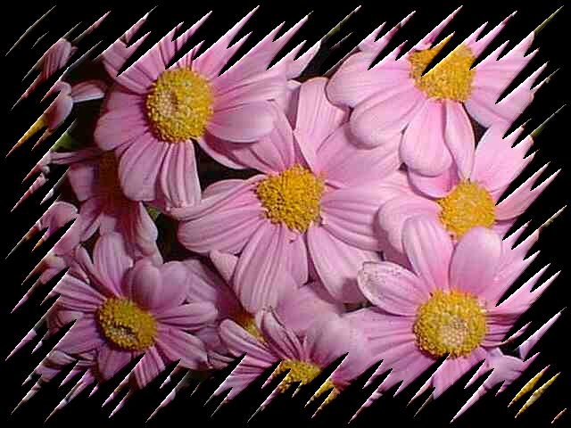 Daisy
