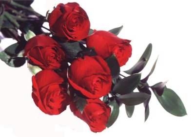 Roses