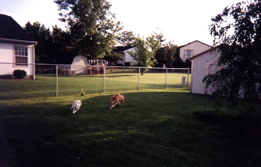 DOGS RACING