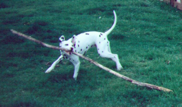DOTTIE