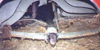 Drivers Side Rear Axle Removed