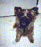 My Puppy!