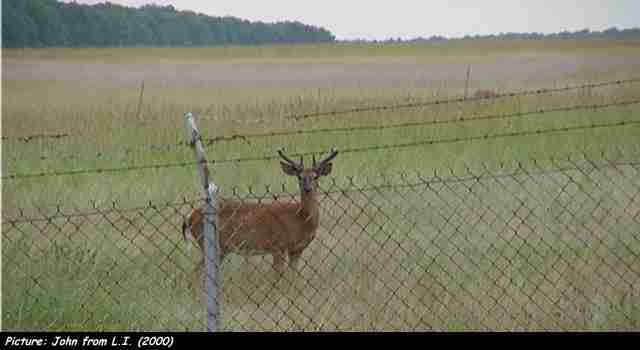 Deer on my way to work