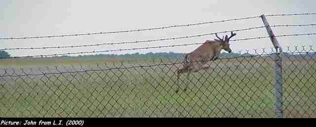 deer jumping a small fence behing a larger one