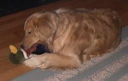 Best buddies...