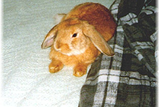 Brownie.jpg (57710 bytes)