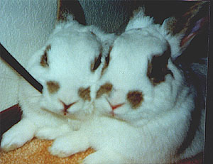 Twins.jpg (138140 bytes)