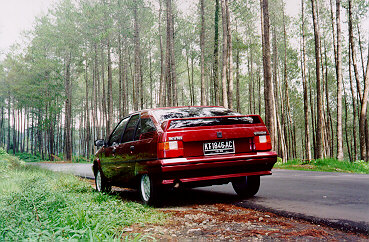 Berpose di Belantara Pinus Lembang