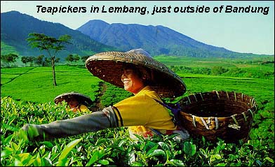 Perkebunan Teh Lembang, Bandung