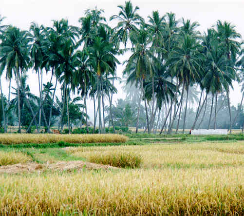 Pemandangan di pesisir pantai Indonesia