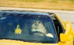 Sweetie is driving!