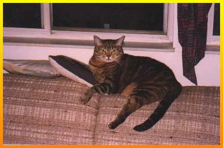 Nothing does comfortable like a cat.