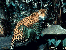 smalljaguar.gif (4212 bytes)