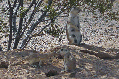 Pups play close to home while mama keeps a close watch.