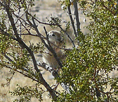 By four days out the squirts knew how to climb a creosote bush for ripe buds.