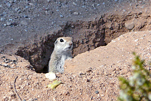 Squirrels spend a lot of time halfway out of burrows.