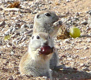 spoiled squirrels