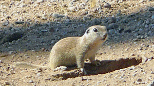 May 5 -- Runtly meets the world
