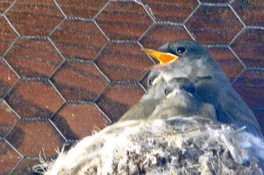 Noisy chick gets the bug.
