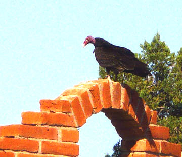 Tired of waiting for something to die, a turkey buzzard lurks.