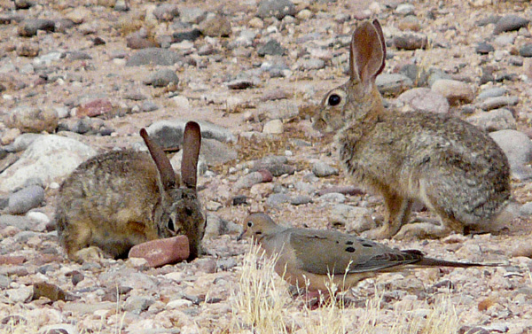 Desert dwellers generally wear subdued colors.