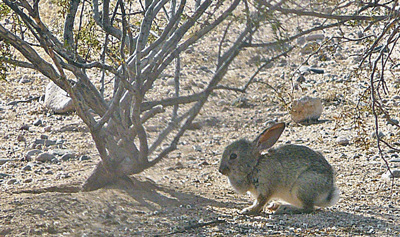 Bearded Baby Bunny joins the squirts for lunch.